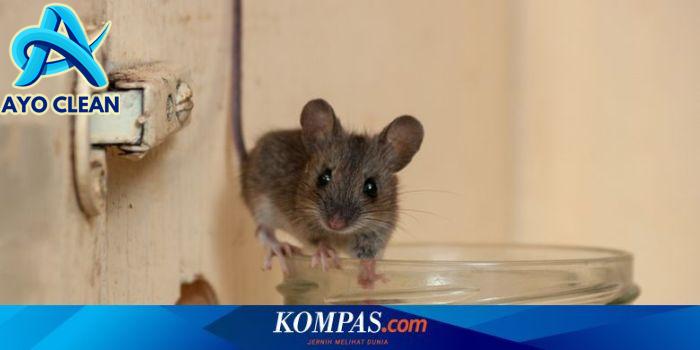 Cara Membasmi Tikus di Rumah agar Tidak Kembali Lagi