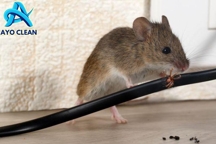 10 Bahan Alami yang Efektif untuk Mengusir Tikus | Blog Rey
