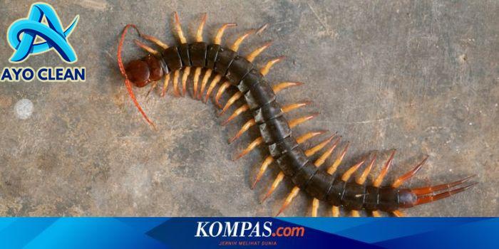 12 Cara Mudah dan Aman Mengusir Kelabang dari Rumah