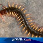 12 Cara Mudah dan Aman Mengusir Kelabang dari Rumah