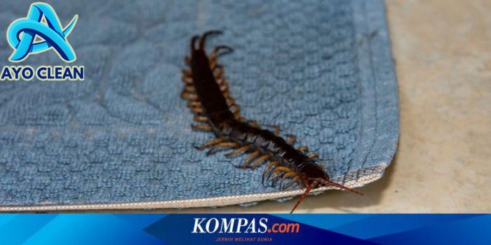 Berita Cara Mengusir Kelabang Terbaru Hari Ini - Grid.ID