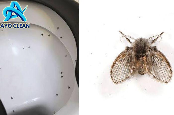 Cara Menghilangkan Tahi Lalat dengan Metode Alami dan Medis yang Aman ...