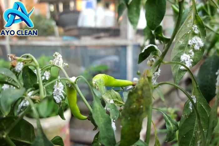 Lalat Frugivor Pada Tanaman Cabai Di Berbagai Wilayah - vrogue.co