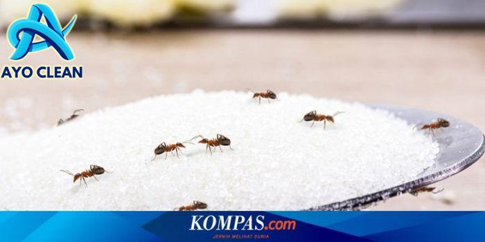 Cara Mengusir Semut di Dapur dan Mencegahnya Datang Kembali