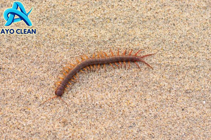 Bukan Sulap Bukan Sihir! Ini Hewan yang Berkembang Biak dengan Membelah ...