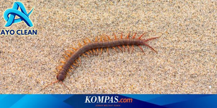 Cara budidaya kelabang