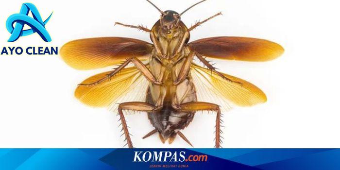 Kecoak Terbang dan yang Tidak, Begini Cara Membedakannya