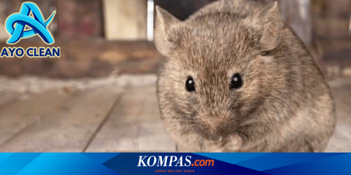 Cara memanggil tikus