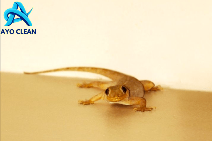 10 Cara Ampuh Mengusir Cicak yang Sering Berkeliaran di Rumah