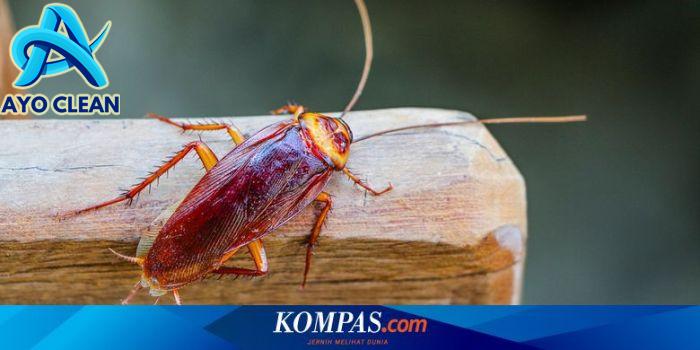 Cara mendapatkan susu kecoa