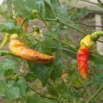cara mengatasi lalat buah pada cabai. sekali apk lalat buah pilih pergi ...
