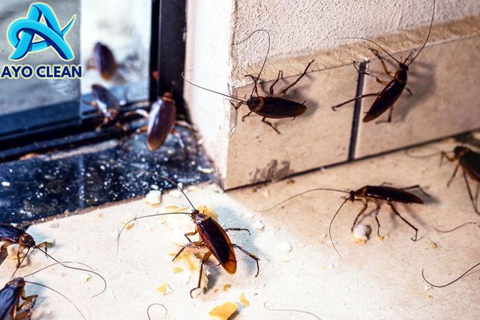 5 Cara Membasmi Kecoak dari Rumah dengan Bahan Alami