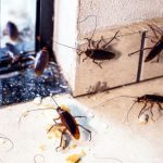 Bagaimana mengusir kecoa di apartemen anda ? - Sinttesis