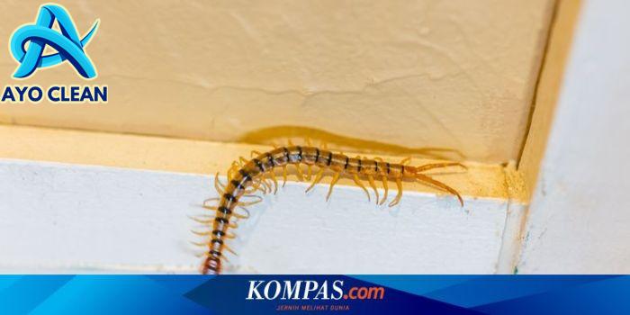 Ampuh! Berikut 7 Cara Mengusir Kelabang di Rumah