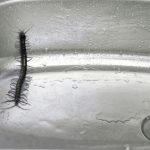 9 Cara Mengusir Kelabang di Kamar Mandi, Apa Saja?