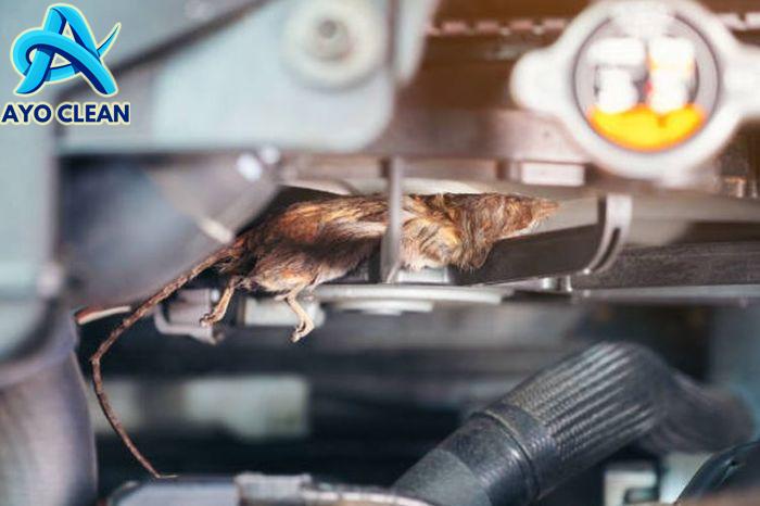 Cara bergerak tikus