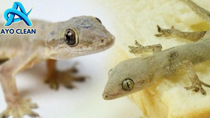 Erek Erek Cicak Kawin Kode Alam 2D 3D 4D | Angka Cicak Kawin dalam ...