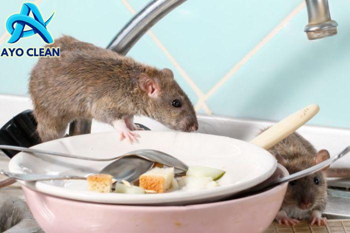 7 Cara Mengusir Tikus di Lemari Pakaian Paling Efektif dan Ampuh ...