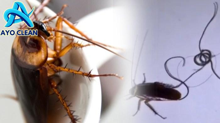 Cara menghilangkan cacing kecoa di dalam tubuh