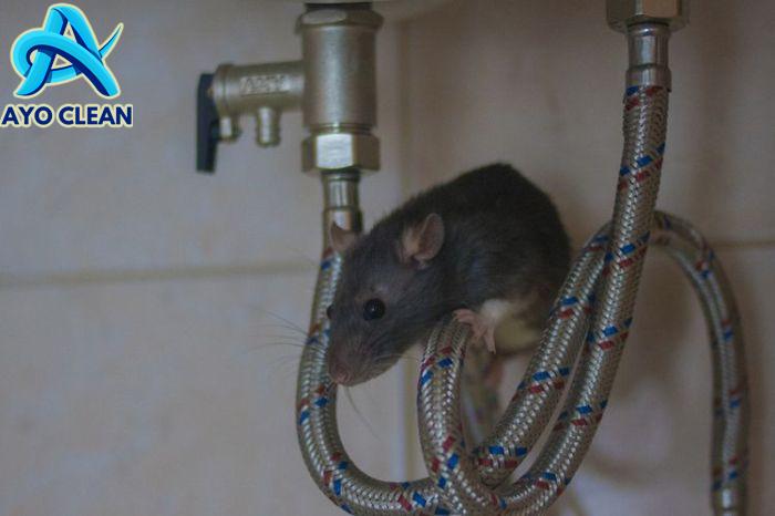 5 Cara Ampuh Membasmi Tikus di Rumah