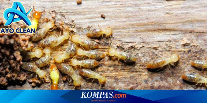 Cara Membasmi Rayap di Rumah Pakai Petroleum Jelly, Mudah Dilakukan