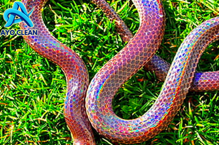 Cara Mengusir Ular dari Halaman Rumah dengan Aman