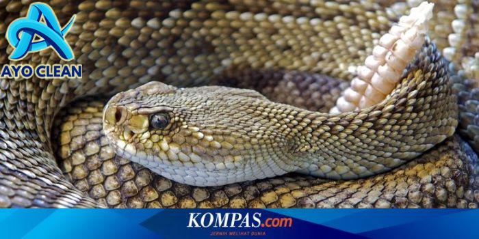 Mengenal Ular Derik Penyamping, Ular Tercepat di Dunia
