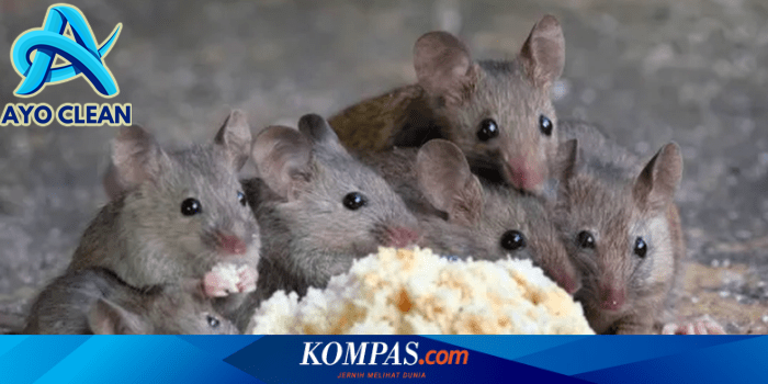 SELAMANYA RUMAH KALIAN TIDAK ADA TIKUS LAGI, BEGINI CARA MEMBUAT RAMUAN ...