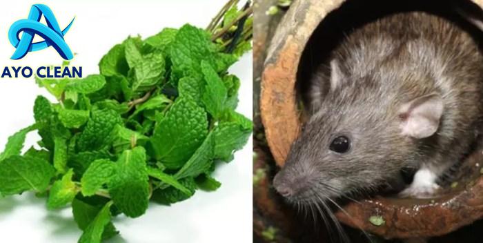 7 Cara Mengusir Tikus di Lemari Pakaian Paling Efektif dan Ampuh ...