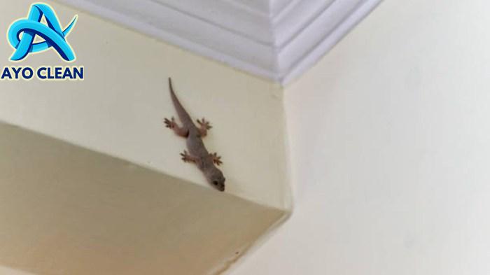 Seketika Cicak Selalu Muncul di Dalam Rumah, Mulai Sekarang Perbanyak ...