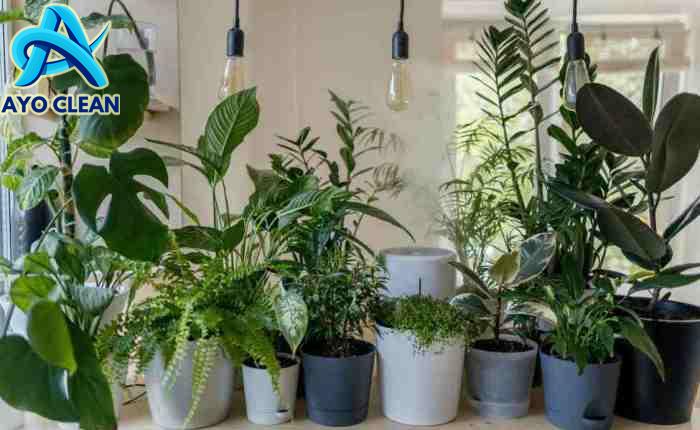 Cara mengusir cicak dalam islam