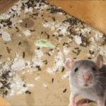 5 Cara Menghilangkan Bau Kotoran dan Kencing Tikus, Bikin Hewan ...