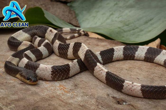 Kenapa Ular Weling Masuk Rumah? Berikut Penyebab dan Cara Mencegahnya