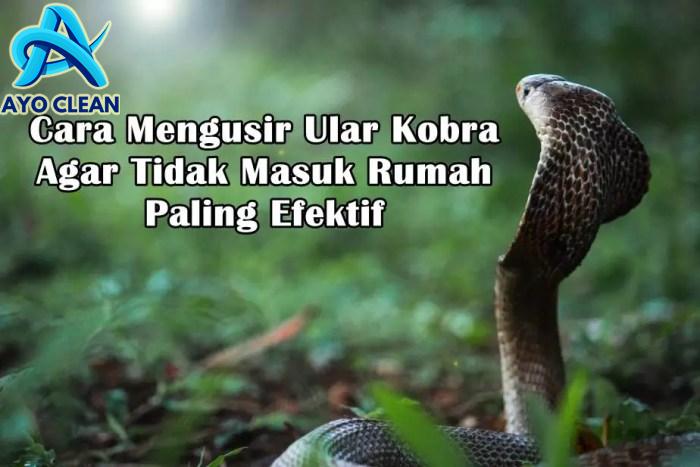 8 Cara Mengusir Ular Kobra Agar Tidak Masuk Rumah Paling Efektif ...
