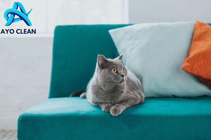 Bulu Kucing Rontok? Berikut Penyebab dan Cara Mengatasinya - Parboaboa