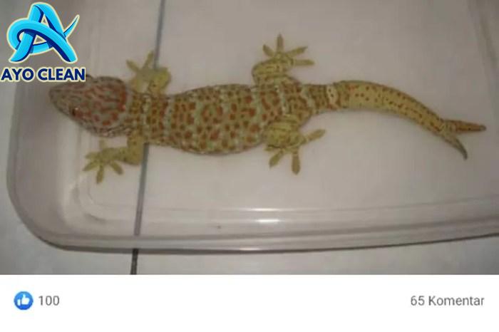 Cara mengawetkan ekor cicak bercabang