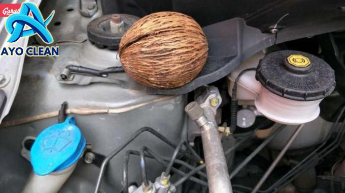 Cara mengusir tikus pada motor matic