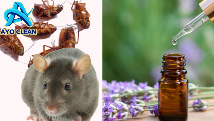 Cukup Pakai Bahan Alami, 5 Cara Mengusir Tikus dan Kecoak Sekaligus ...