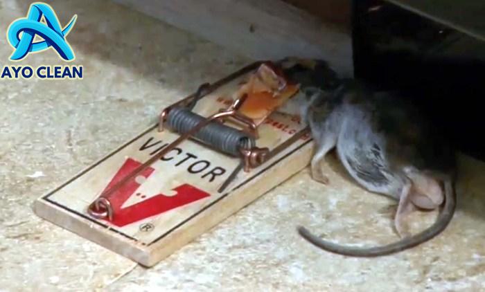 Cara Mengusir Tikus di Rumah dengan Tuntas - Pinhome