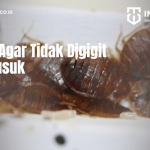 7 Cara Agar Tidak Digigit Kutu Busuk - PT Mahaka Improcare Indonesia