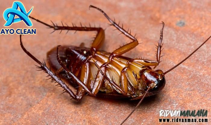 Awas Ada Kecoa! 5 Cara Mengusir Kecoa Secara Alami dan Mudah ...