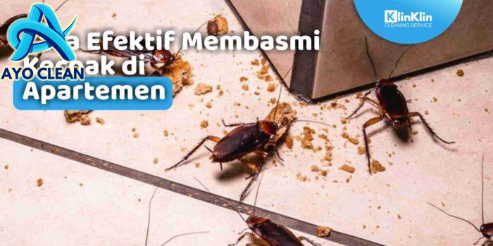 Cara Ampuh Usir Kecoa Secara Permanen dari Kamar Mandi, Cukup Gunakan ...