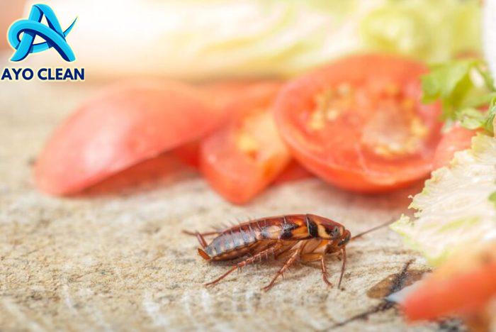 Cara Mengatasi Kecoa Di Rumah - Homecare24