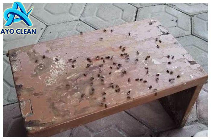 Nggak perlu buat perangkap, ini cara praktis mengusir lalat di meja ...