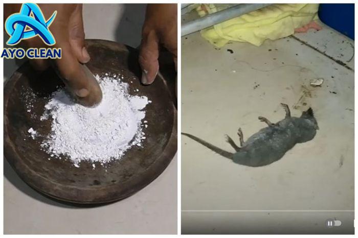 15 Cara Mengusir Tikus yang Paling Ampuh dan Mudah