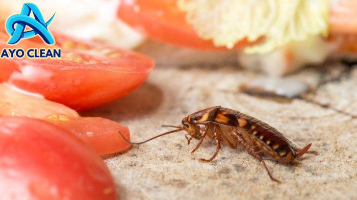 Wajib Tahu, Ini Cara Basmi Kecoa di Rumah Pakai Bahan Sederhana Dijamin ...