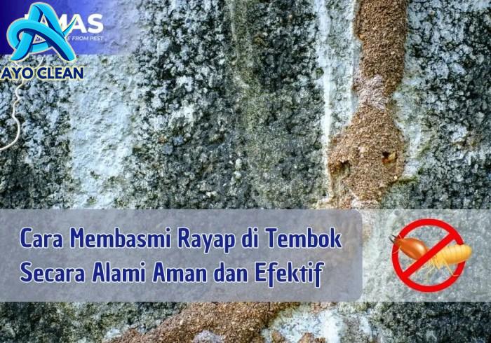 Jenis-jenis Nyamuk Pembawa Penyakit dan Bahayanya