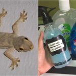 Cicak Banyak Dalam Rumah Ikut Cara Ini Untuk Hilangkan Memang Berkesan ...