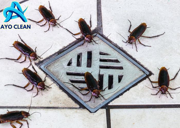 Cara mengatasi rumah banyak kecoa