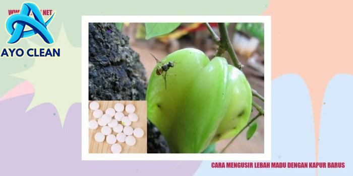 Cara Mengusir Lebah Madu dengan Kapur Barus - Lebah